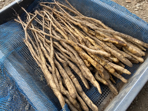 自然薯種芋　網室にてムカゴより栽培した1本苗です。15g〜20g 100本 むかご一本苗ご注文の際に – 矢口農産 | 自然薯種芋生産販売 | 栃木県