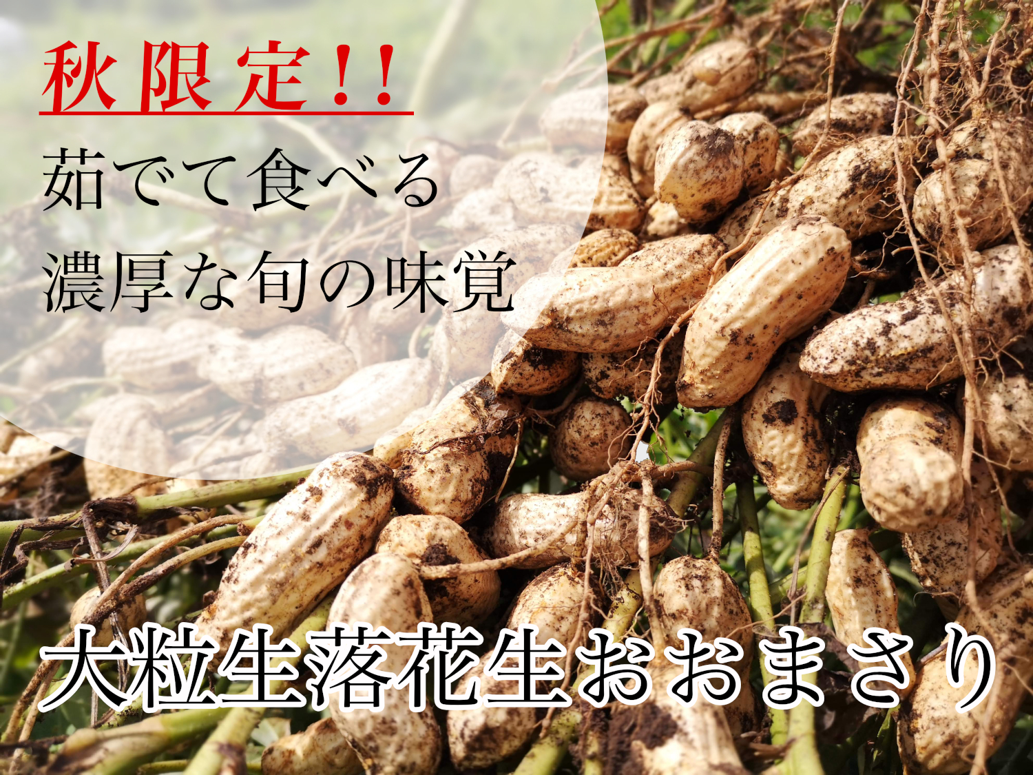 生落花生おおまさり販売 – 矢口農産 | 自然薯種芋生産販売 | 栃木県那須町